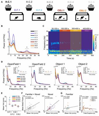 Beta2 Oscillations in Hippocampal-Cortical Circuits During Novelty Detection